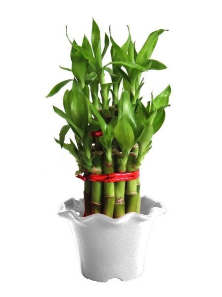 Natural Bamboo Plants 16