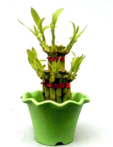 Natural Bamboo Plants 17