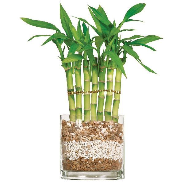Natural Bamboo Plants 20