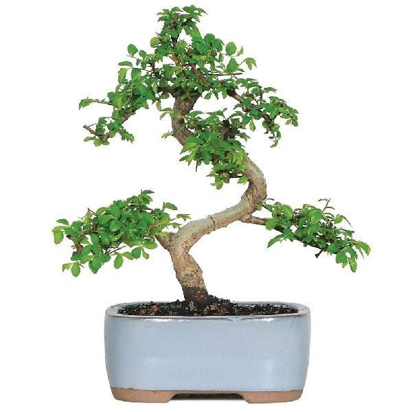 Natural Bonsai Plants 02
