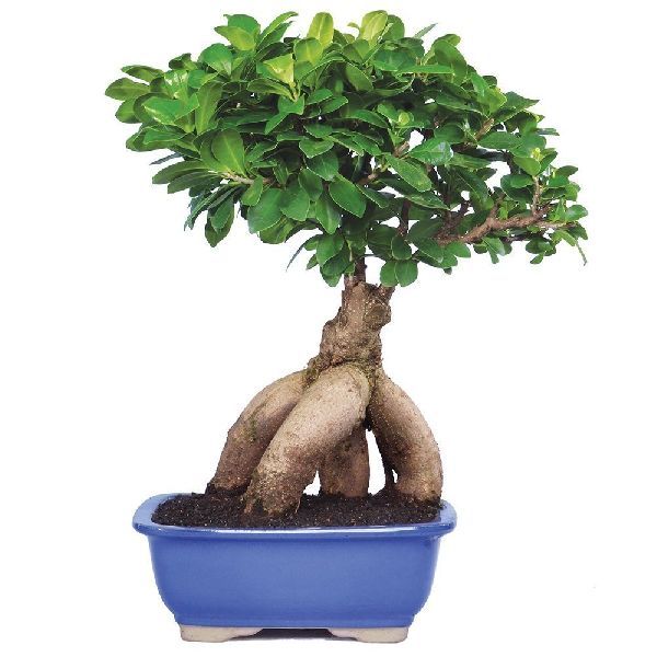 Natural Bonsai Plants 03