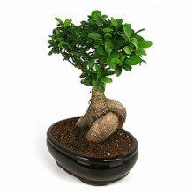 Natural Bonsai Plants 04
