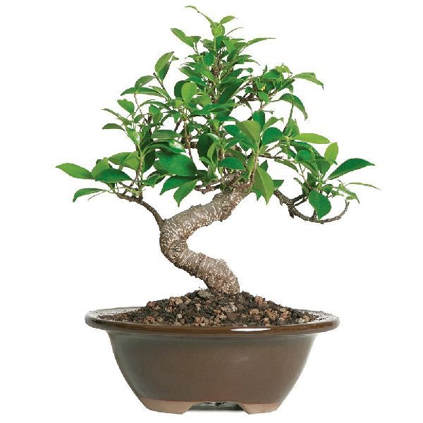 Natural Bonsai Plants 05