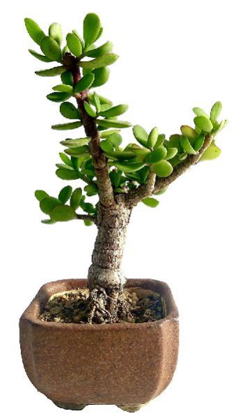 Natural Bonsai Plants 06