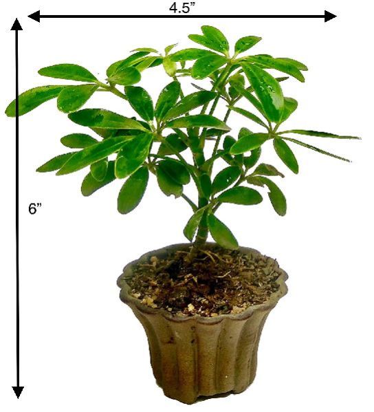 Natural Bonsai Plants 07