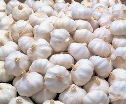 Garlic 01
