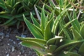 Aloe Vera Leaves 02