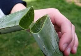 Aloe Vera Leaves 04