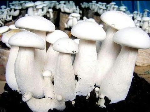 Fresh Milky Mushroom 02