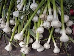 Fresh Garlic 03