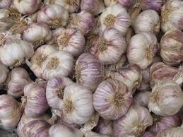 Fresh Garlic 04