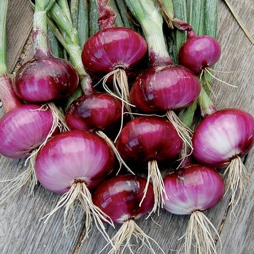 Fresh Red Onion 03
