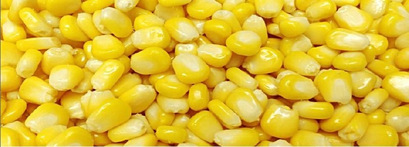Sweet Corn 01