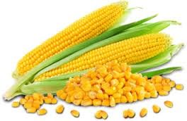 Whole Maize 02