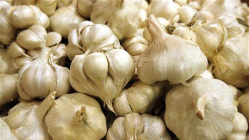 Fresh Garlic 03