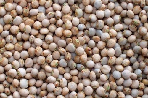 Pigeon Peas 03