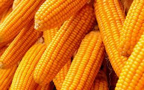 Yellow Corn 01