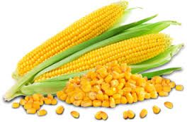 Yellow Corn 02