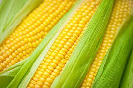Yellow Corn 03