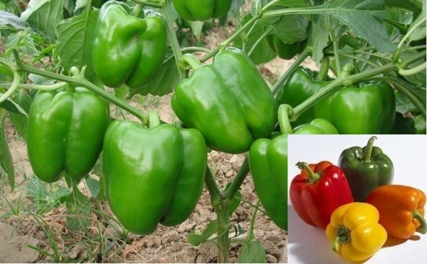 Fresh Capsicum 01