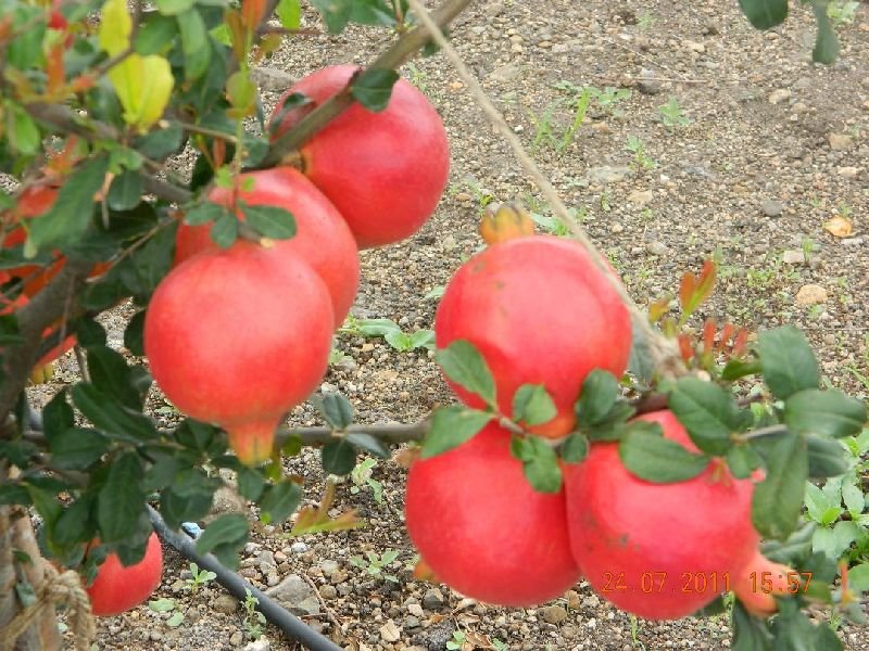 Fresh Pomegranate 05
