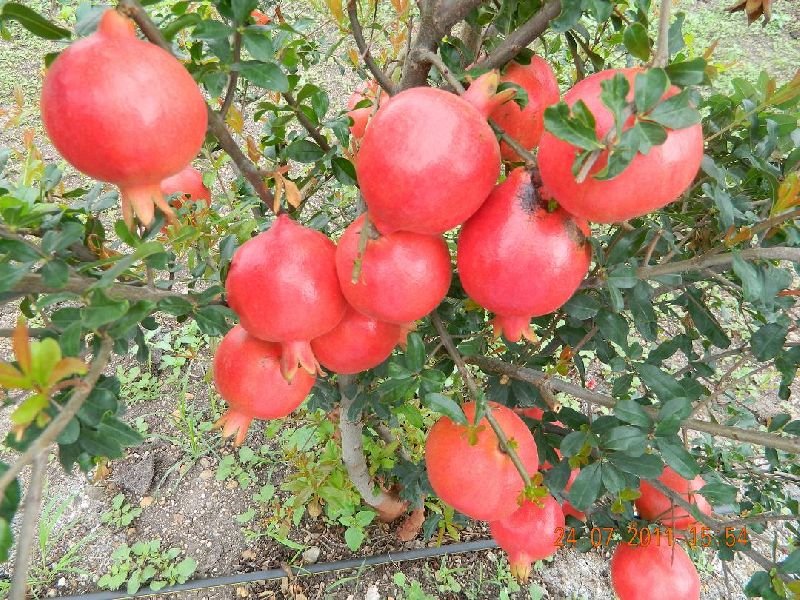 Fresh Pomegranate 06