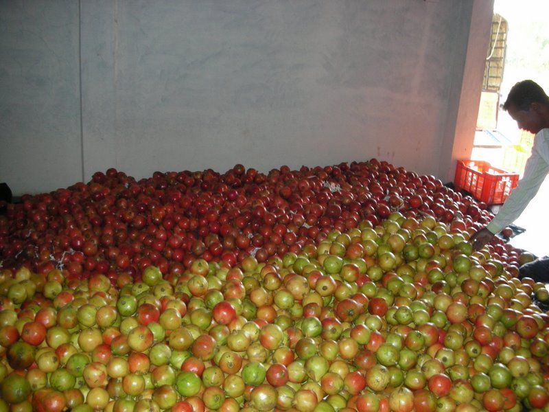 Fresh Pomegranate 07