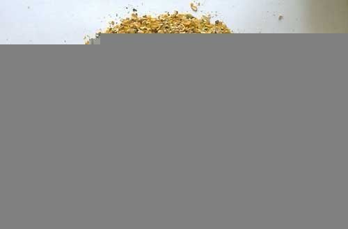 Maize Cattle Feed 03