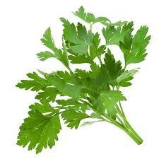 Fresh Coriander Leaves 02