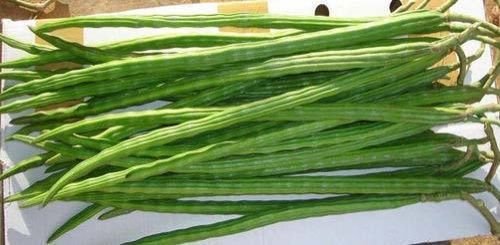 Fresh Drumsticks 02