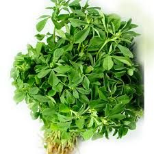 Fresh Fenugreek Leaves 02