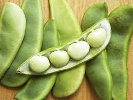 Fresh Lima Beans 02