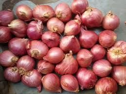 Fresh Small Onion 02