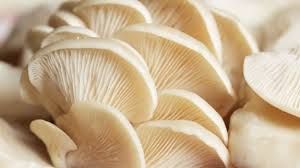Fresh Oyster Mushroom  01