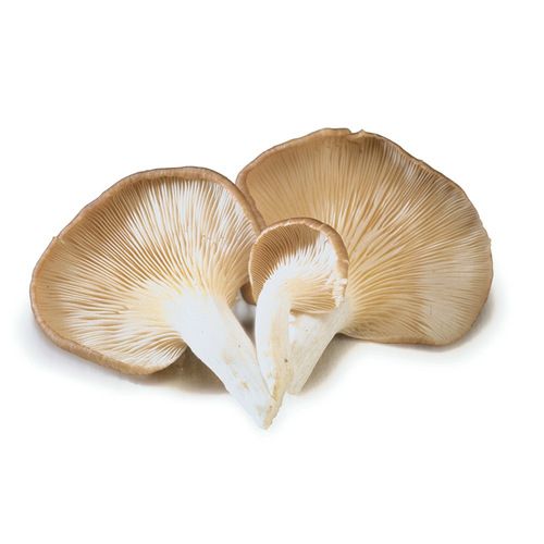 Fresh Oyster Mushroom 03