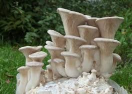 Fresh Oyster Mushroom 06