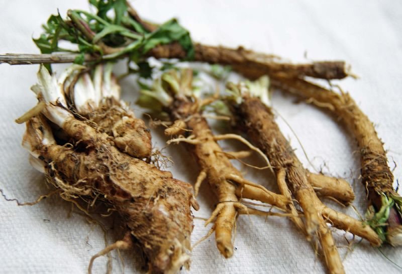 Chicory Roots 01