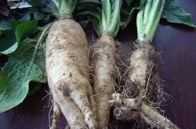Chicory Roots 02