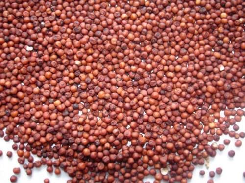 Ragi Seeds 01