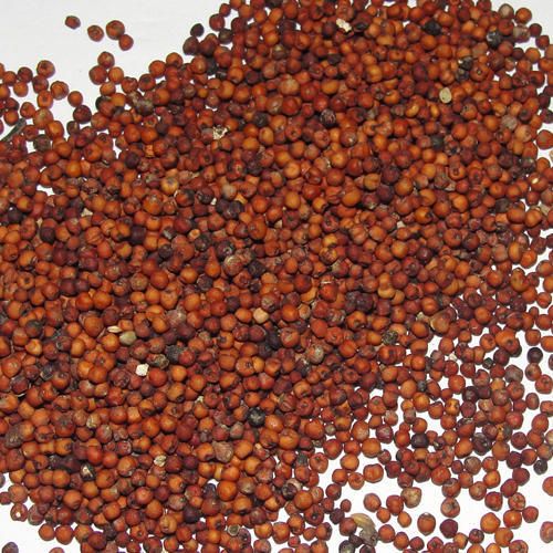 Ragi Seeds 02