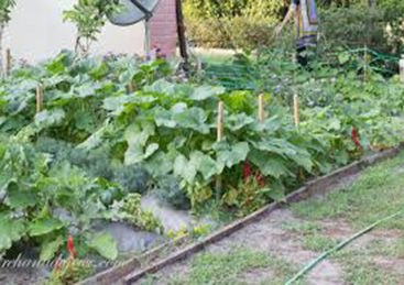 Kitchen Garden Installation Service 06