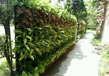 Vertical Garden Installation Service 01