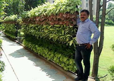 Vertical Garden Installation Service 04