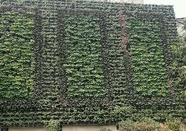 Vertical Garden Installation Service 05