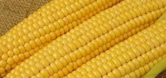 Yellow Maize 02