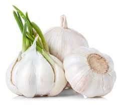 Fresh Garlic 01