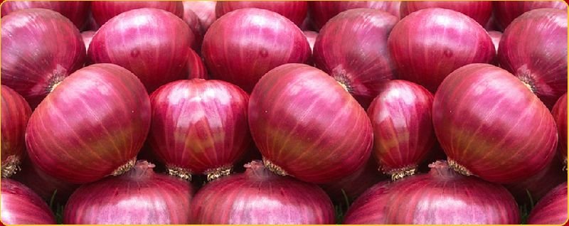 Fresh Red Onion 04