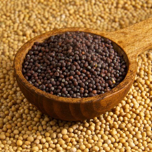 Mustard Seeds 04