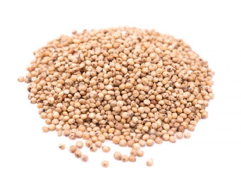 Sorghum Seeds 01