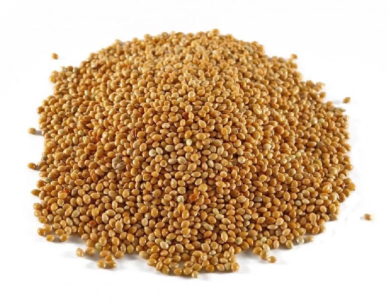 Sorghum Seeds 02